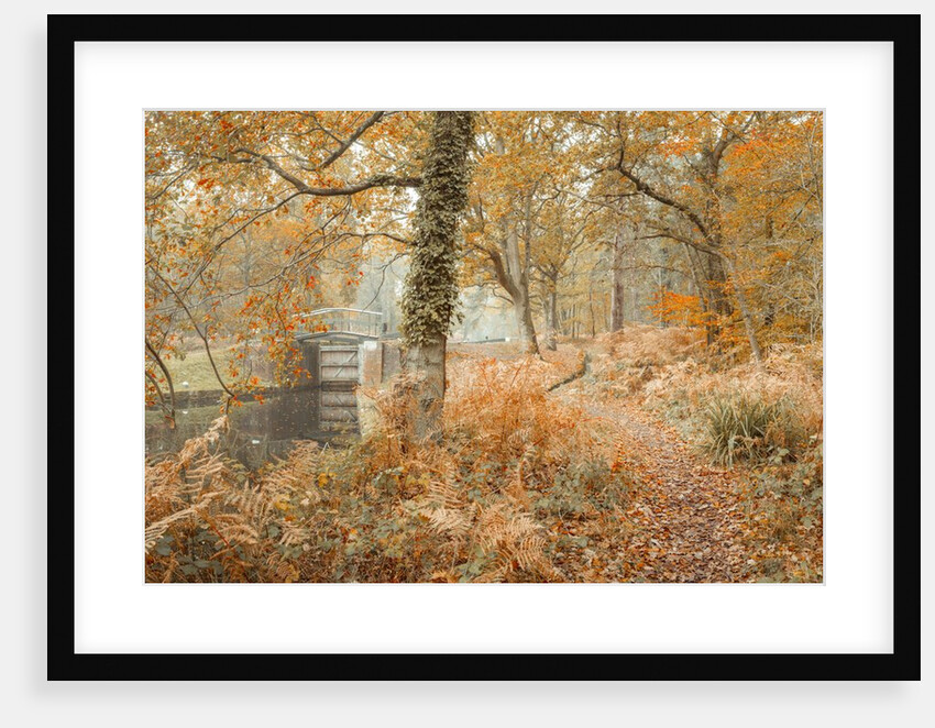 Canal through forest by Assaf Frank